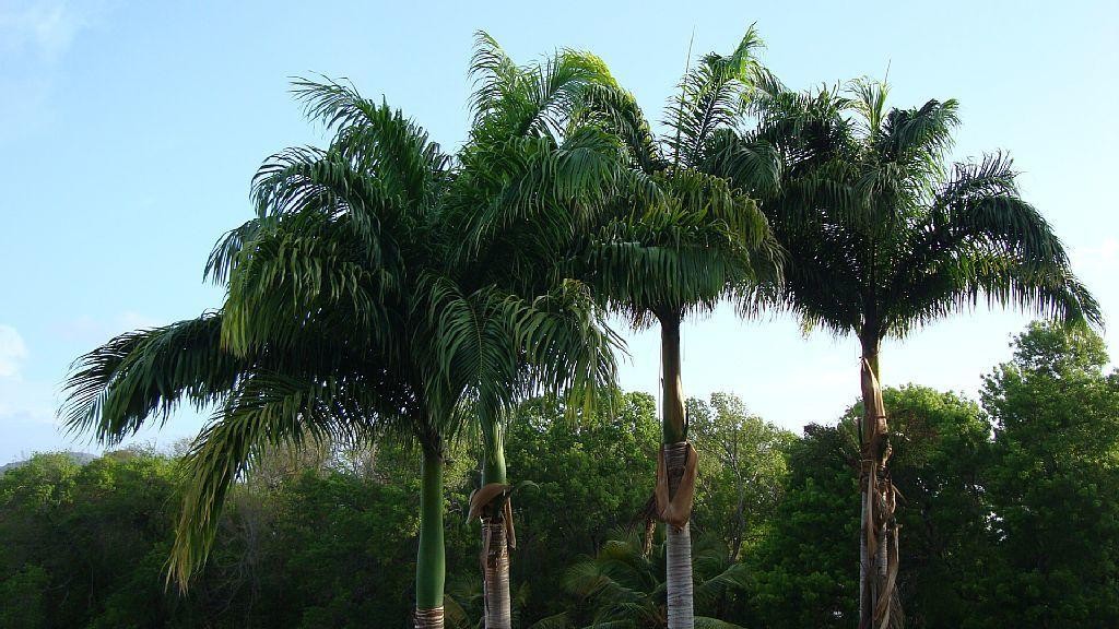 Palm'Studio Anse De Caritan Sainte-Anne Exterior foto